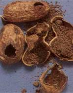 Groundnut